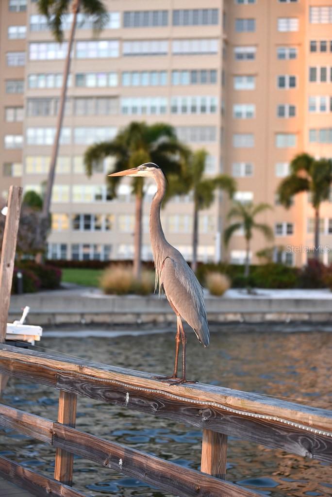 Local wildlife