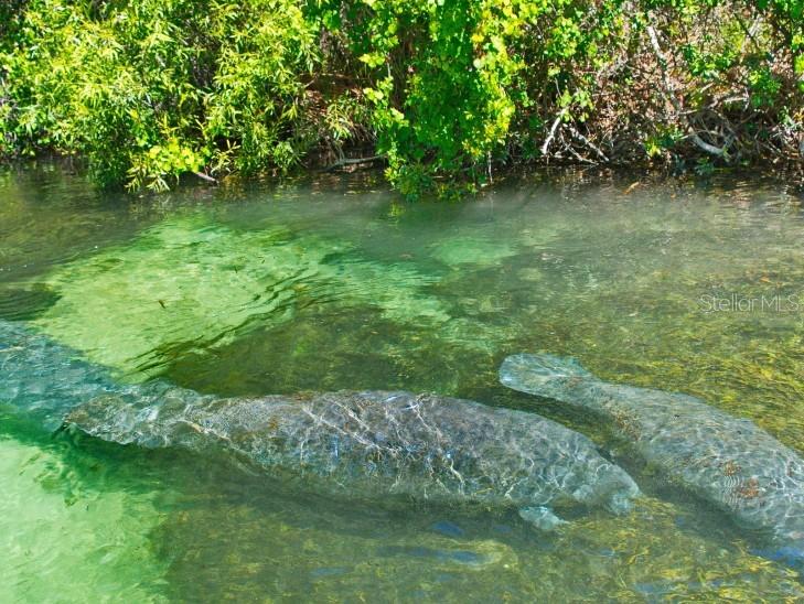 Visit the manatees and other wildlife at Weeki Wachee Springs