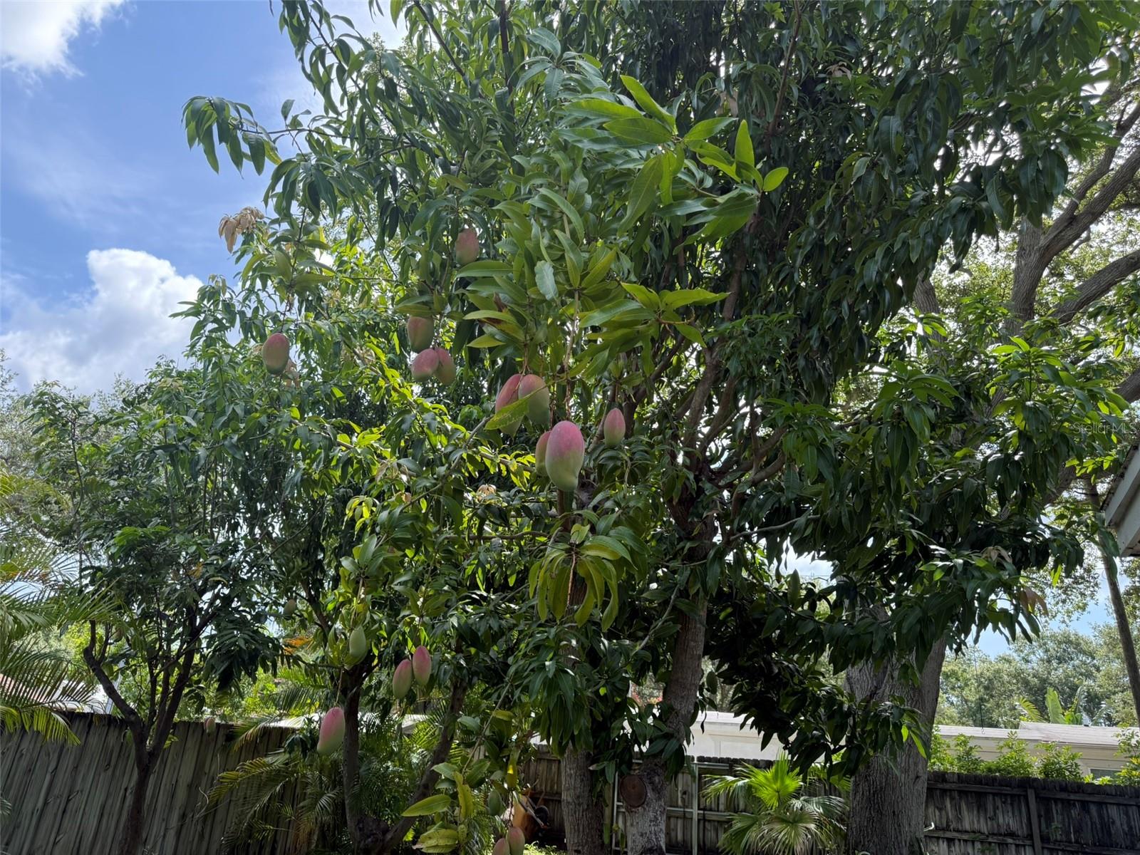 Beautiful Mango Tree