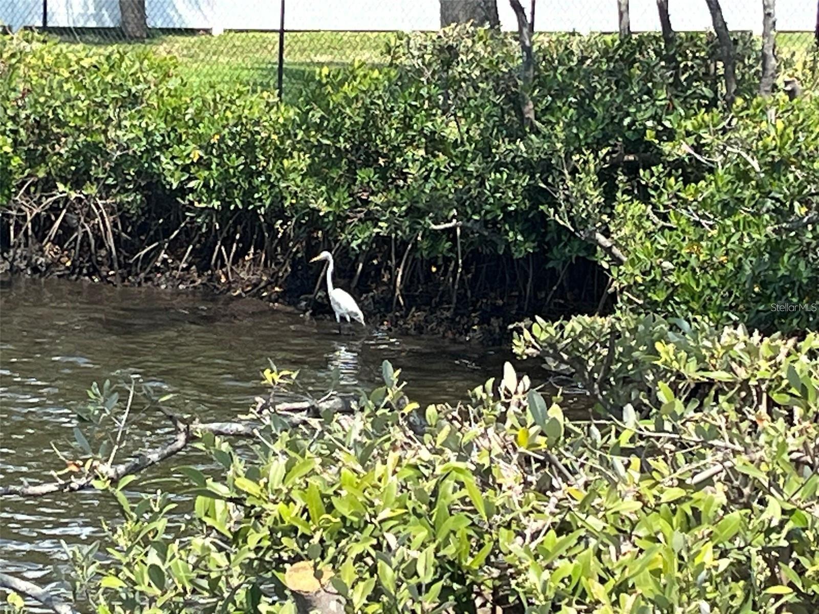 wildlife and bird watching