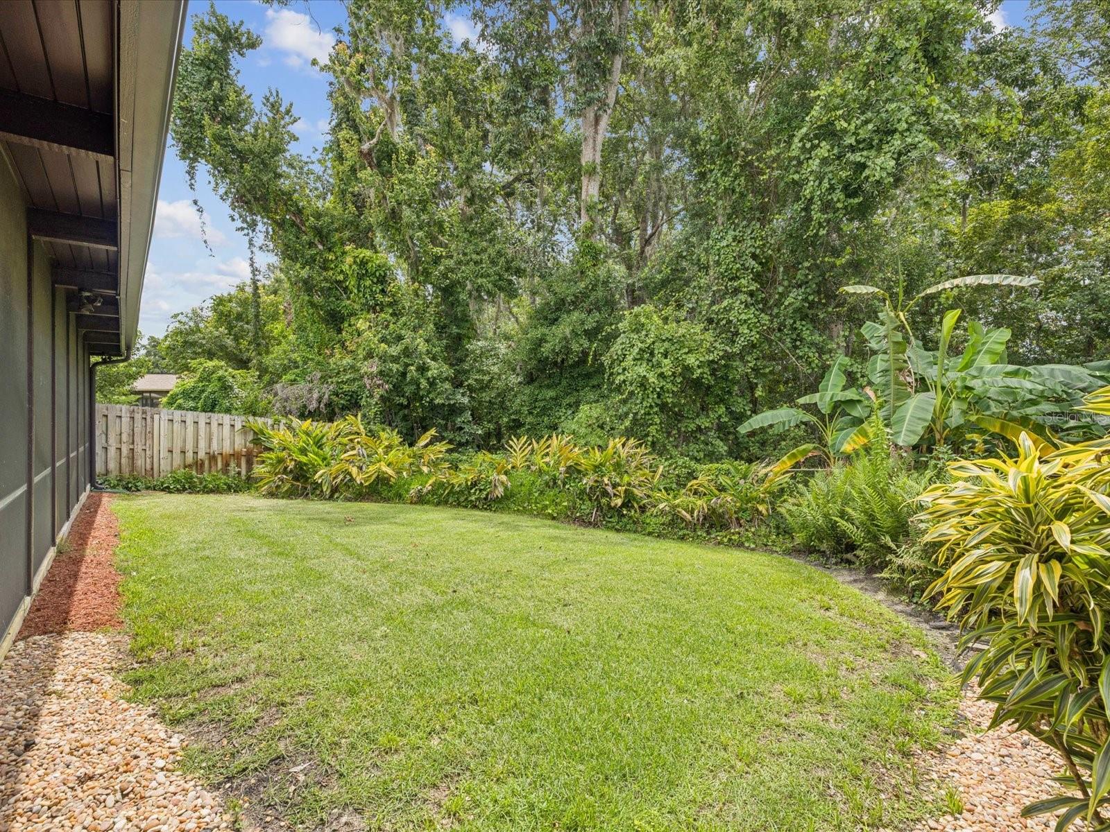 back yard 1