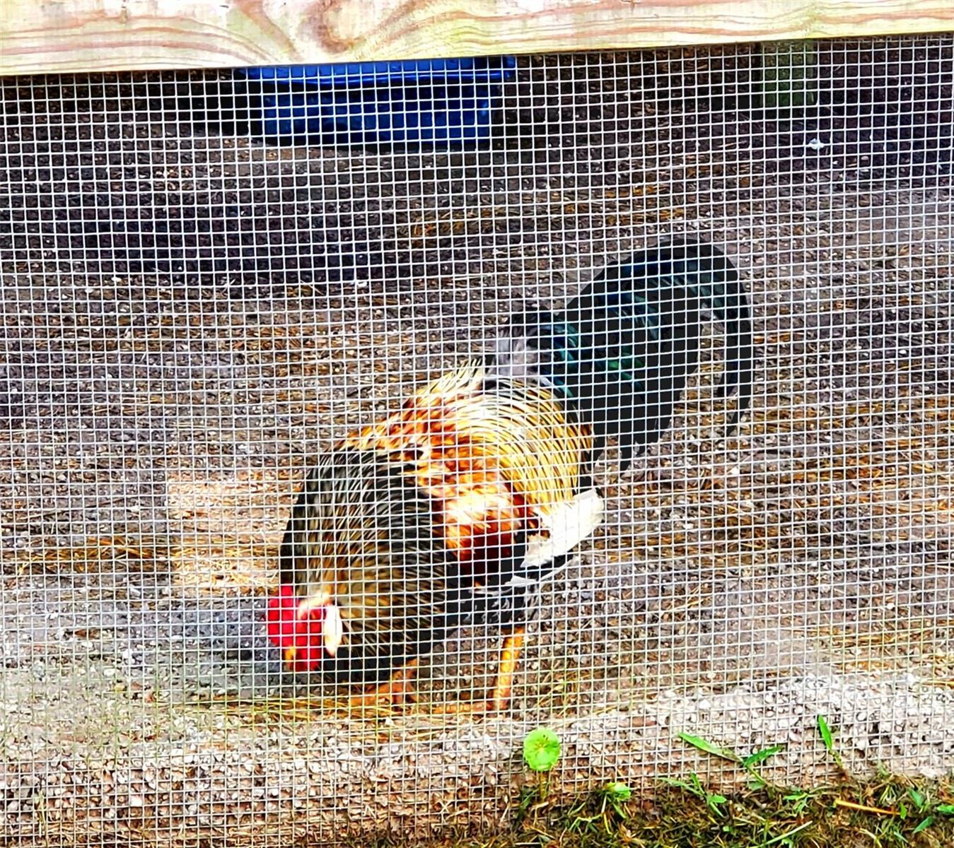 8 CHICKENS