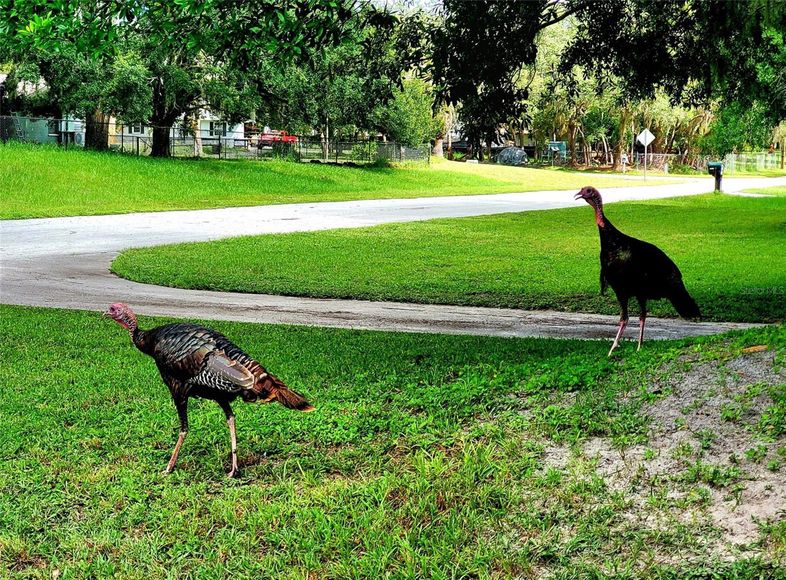 WILD TURKEYS