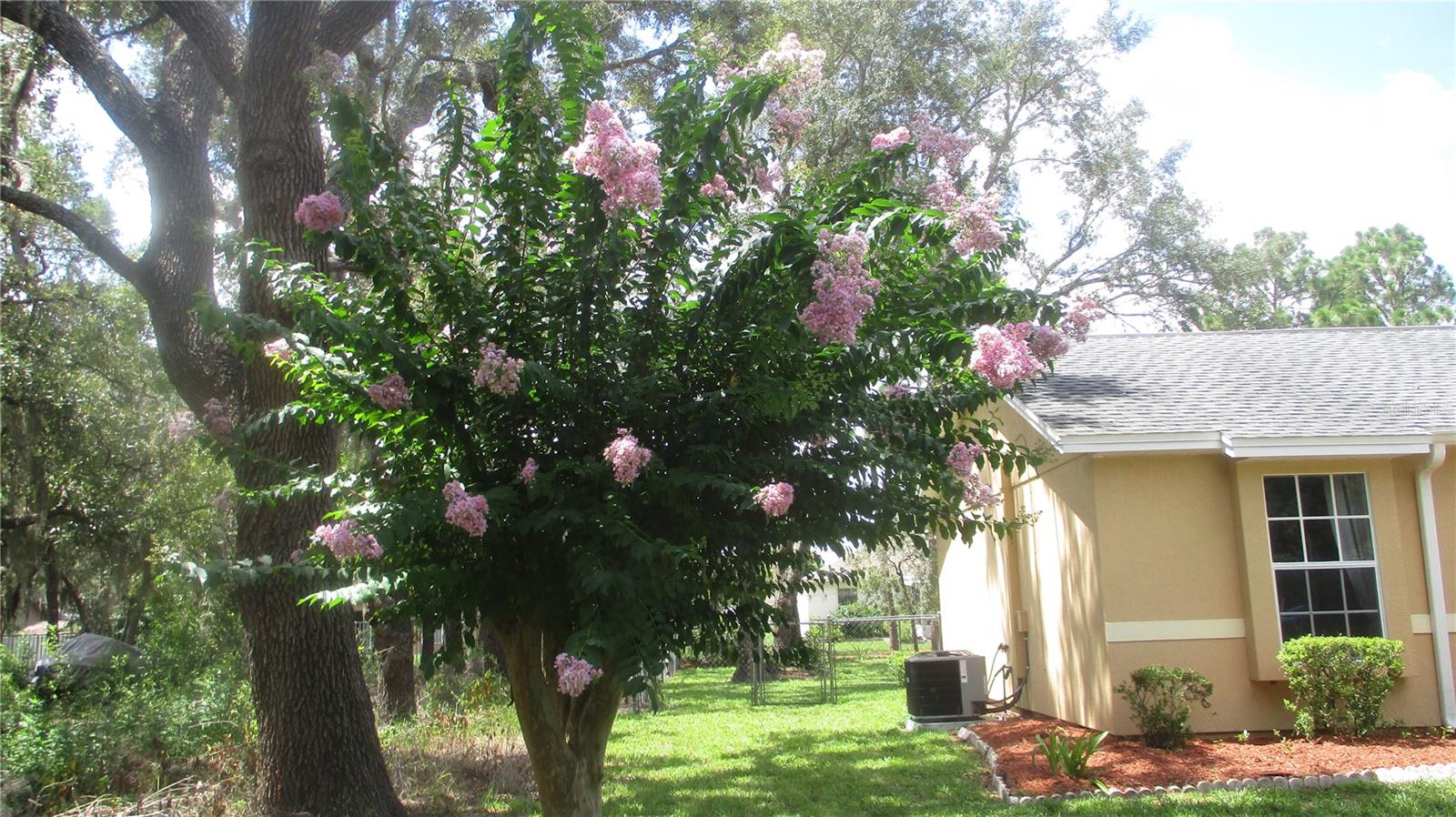 BEAUTIFUL CREPE MYRTLE