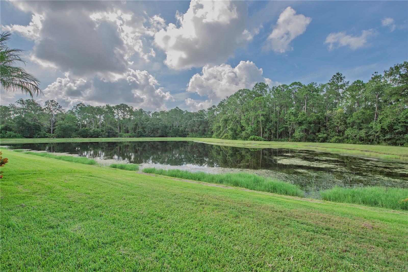 Pond and conservation view.