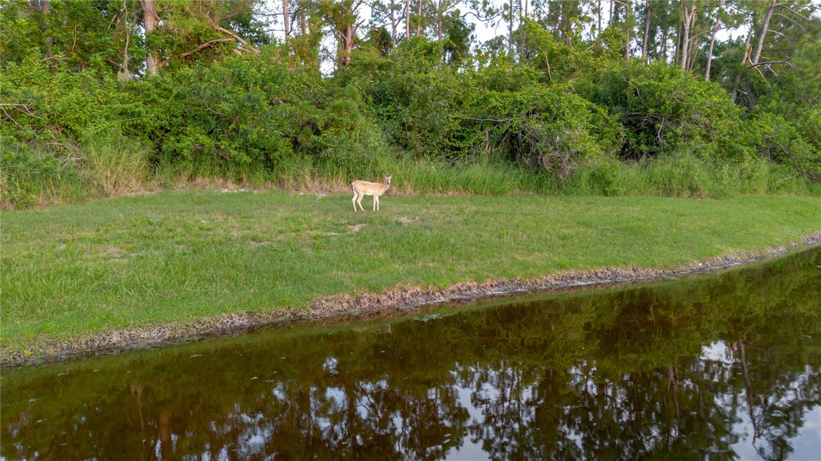 Lots of wildlife