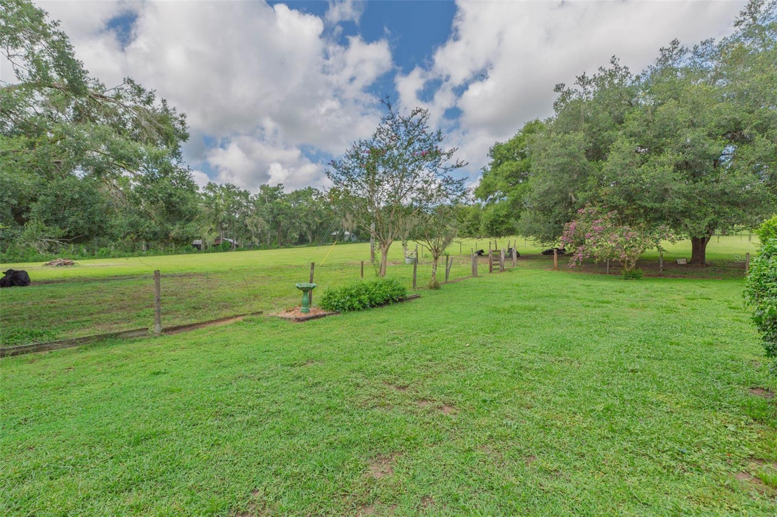 Back yard