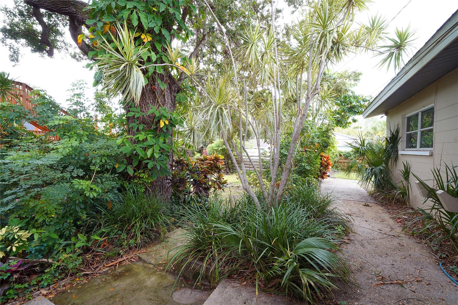 Back Yard