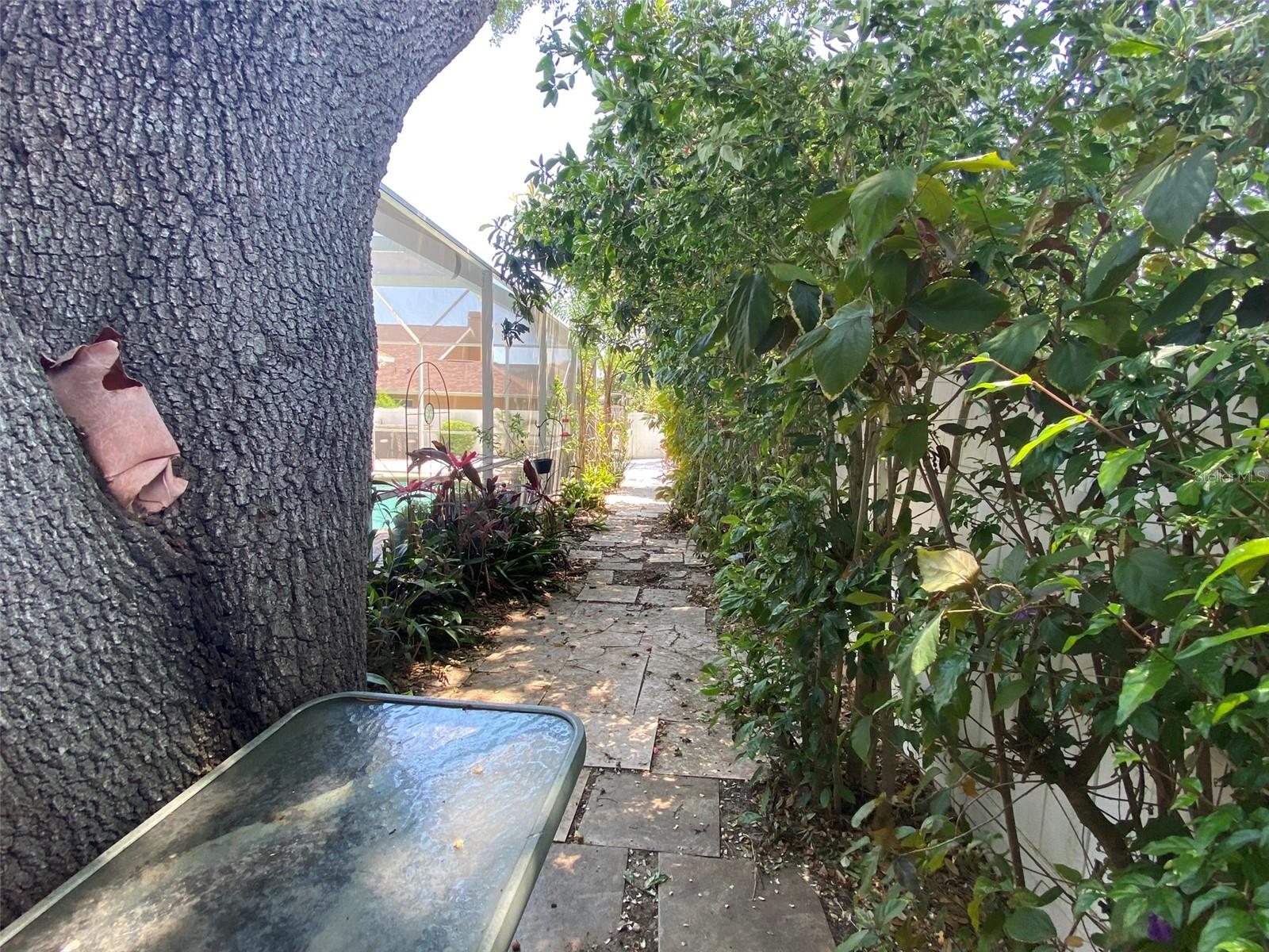 MATURE TREES