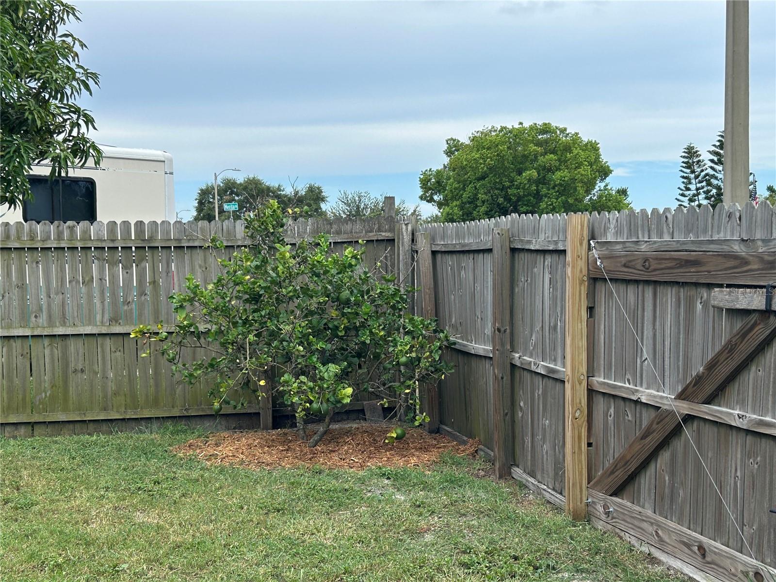 Lime tree with double gate access