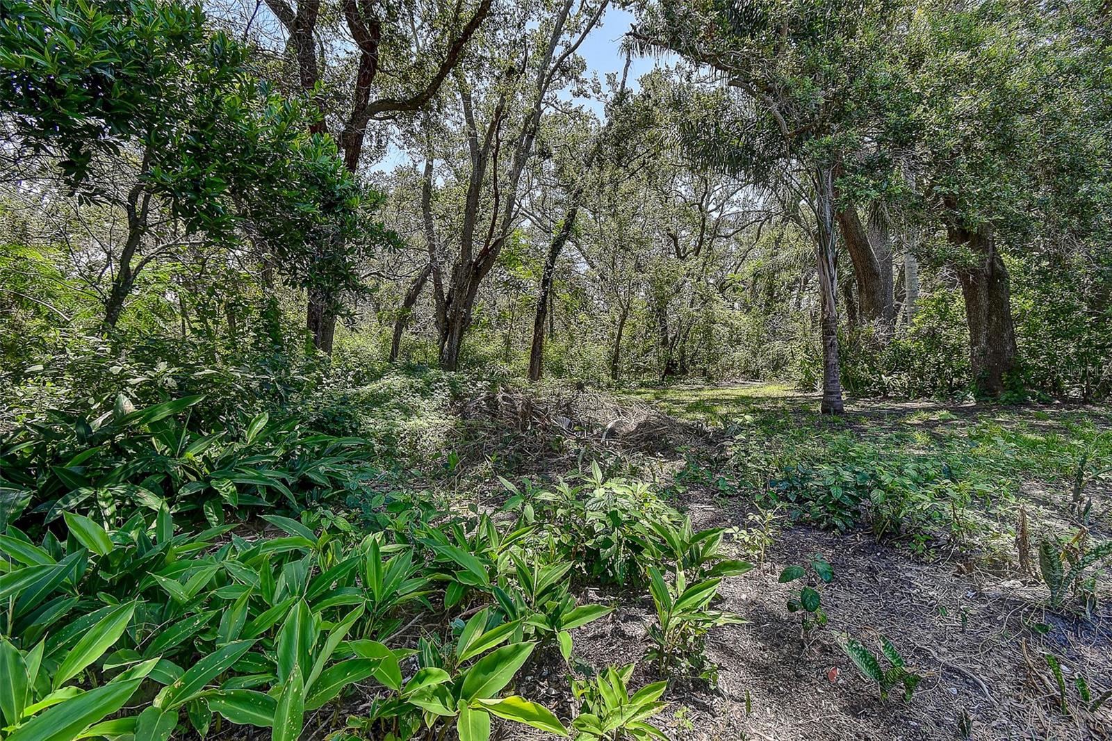 View into Hammock Park from backyard