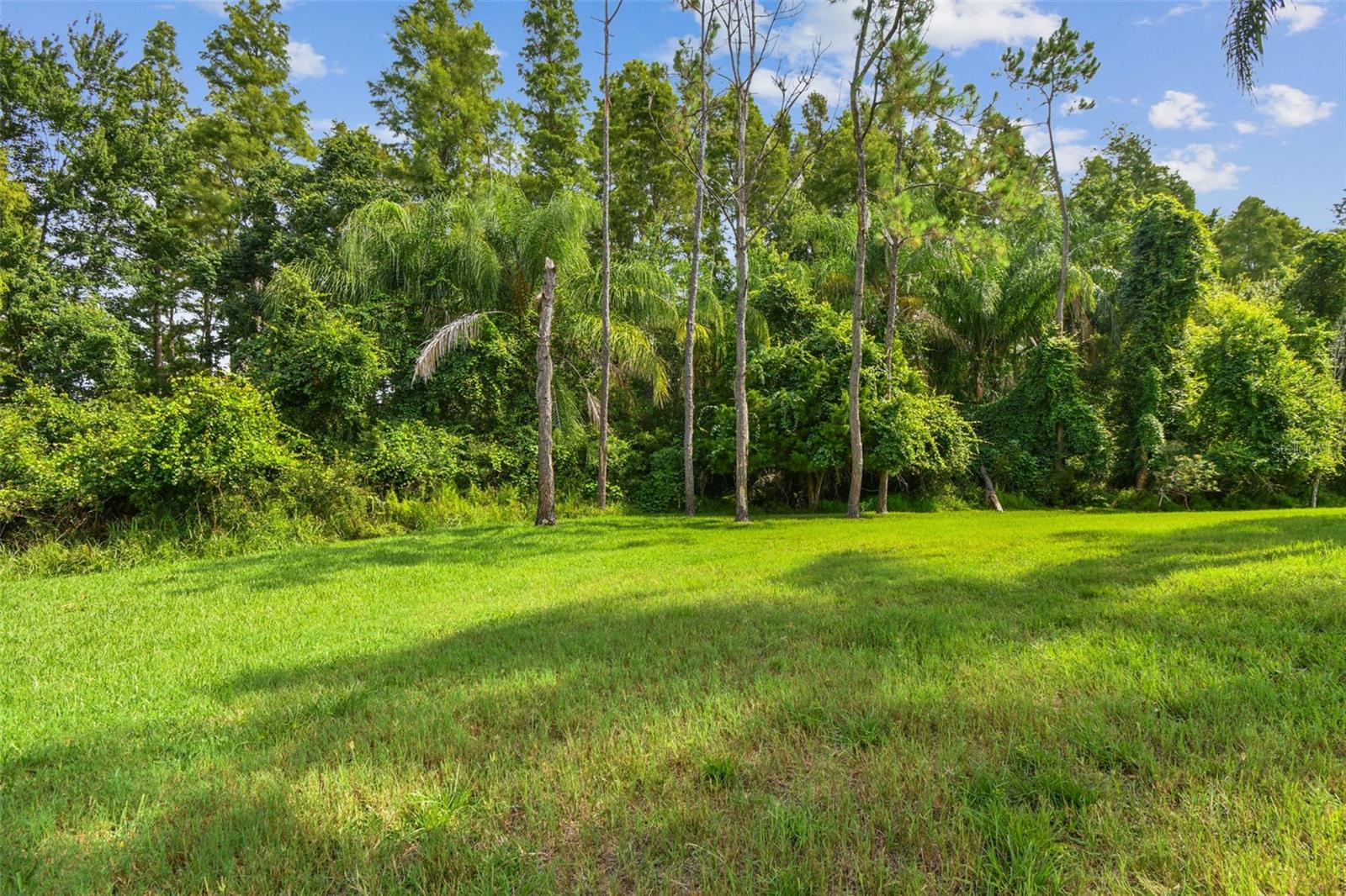 Backyard