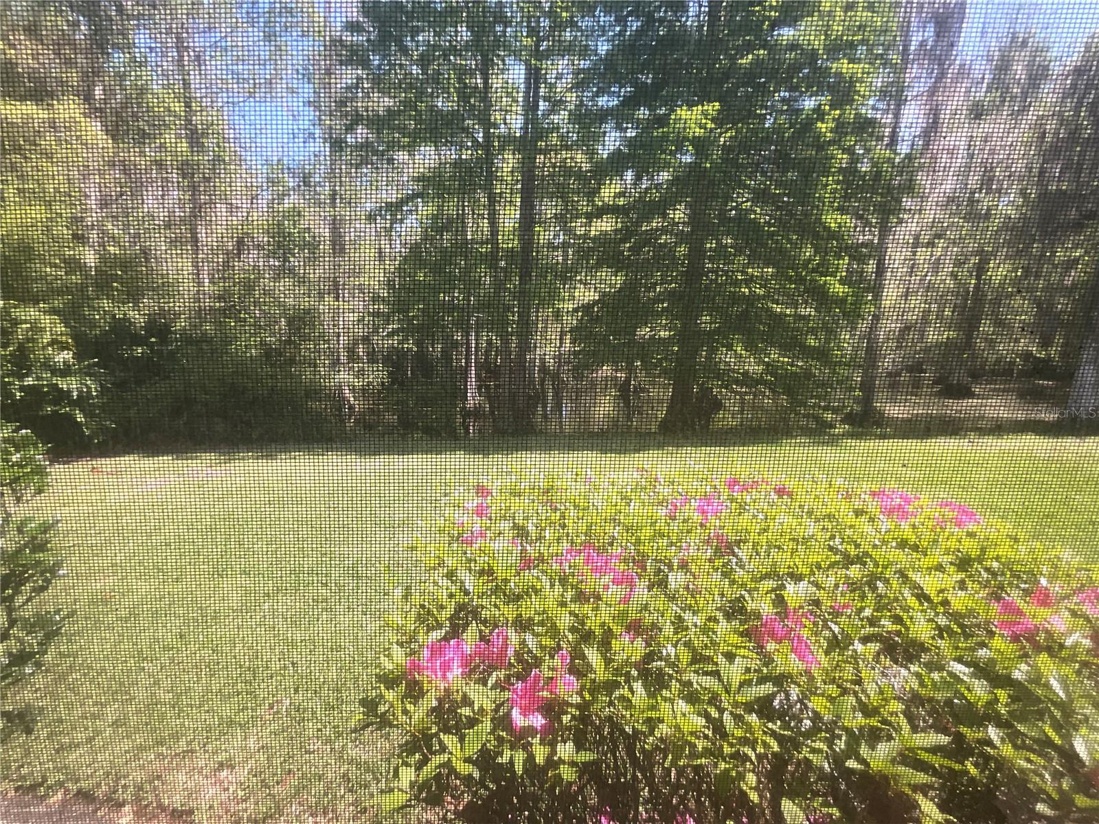 Side yard