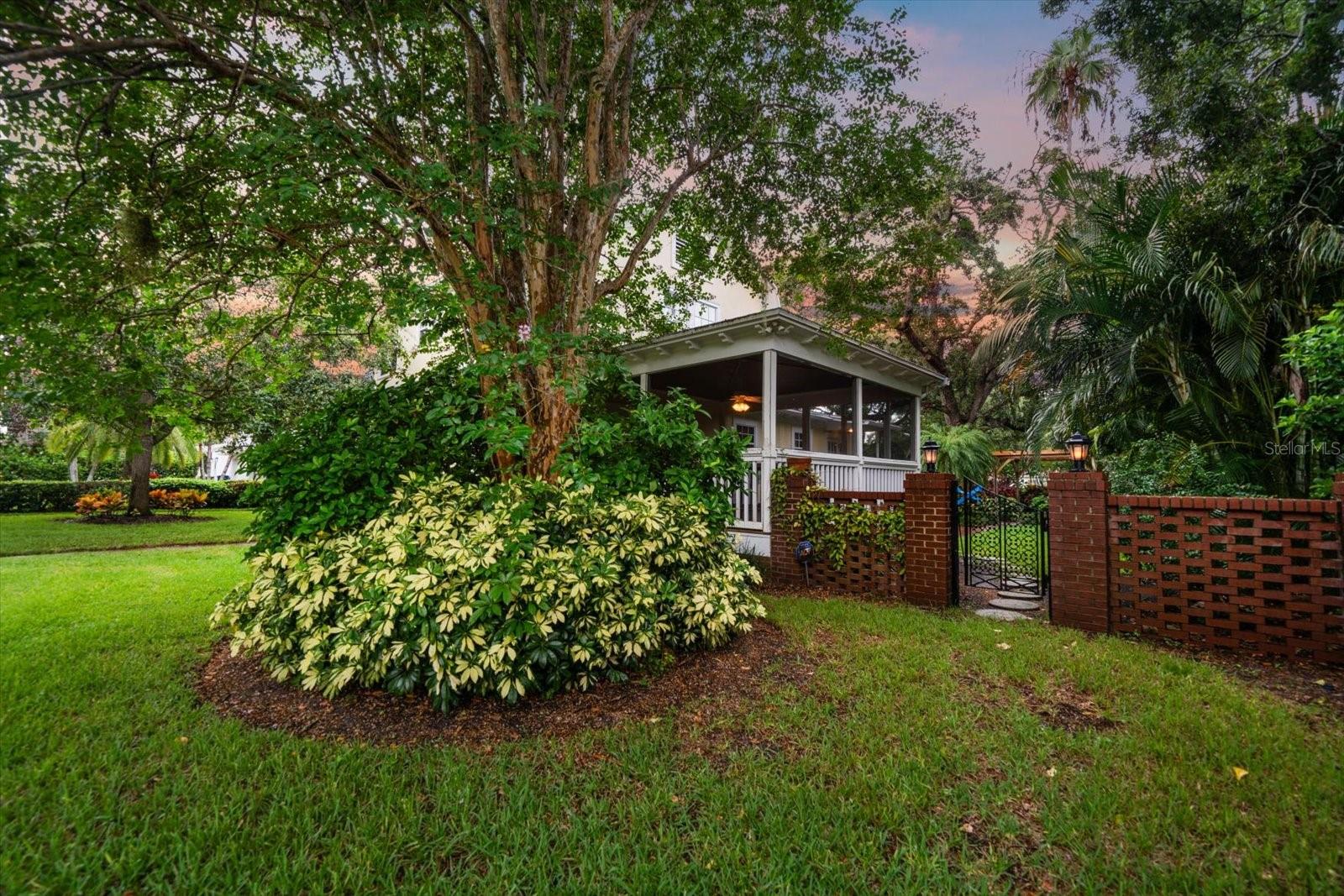 Lush back yard