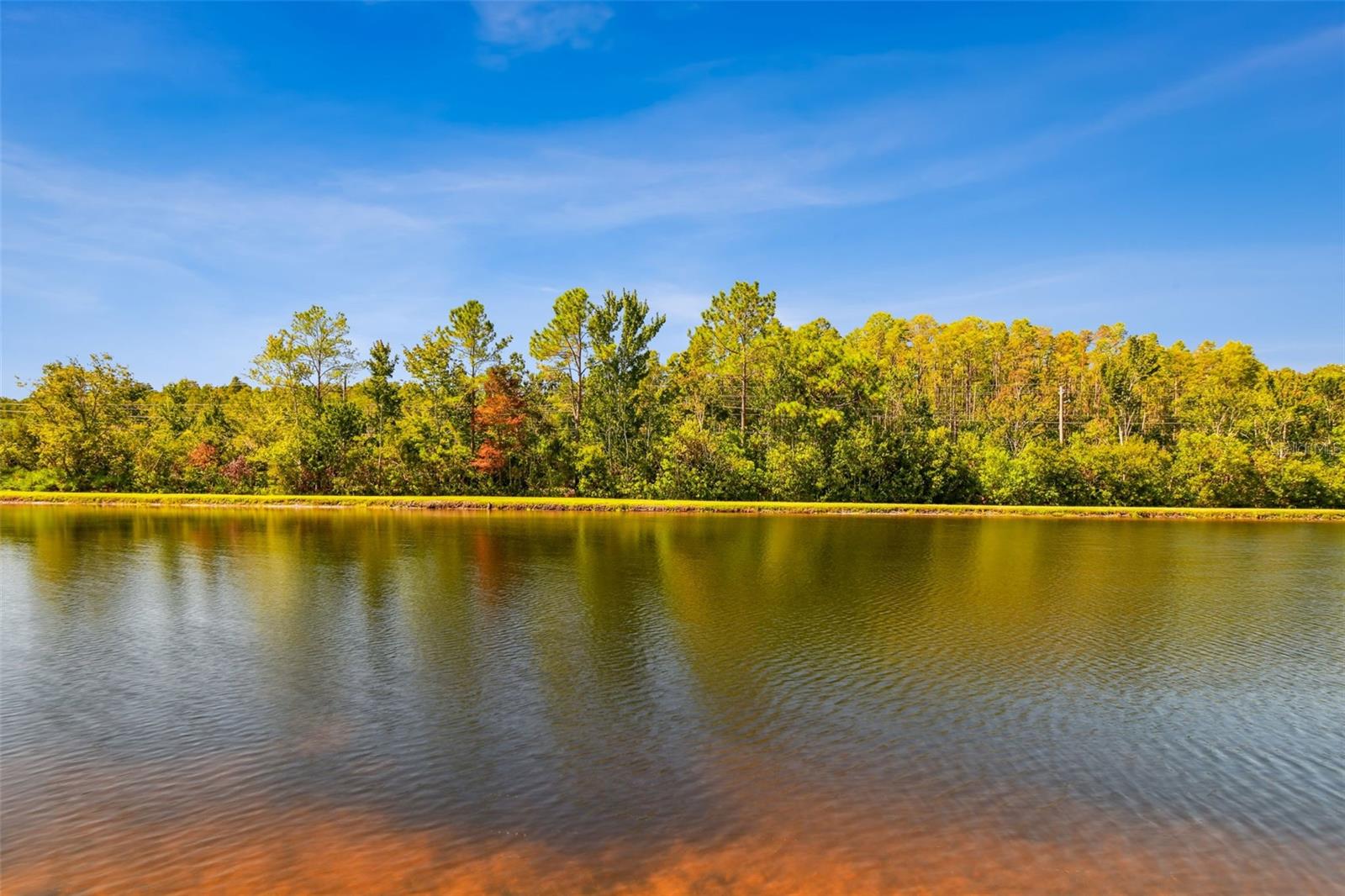 Pond View