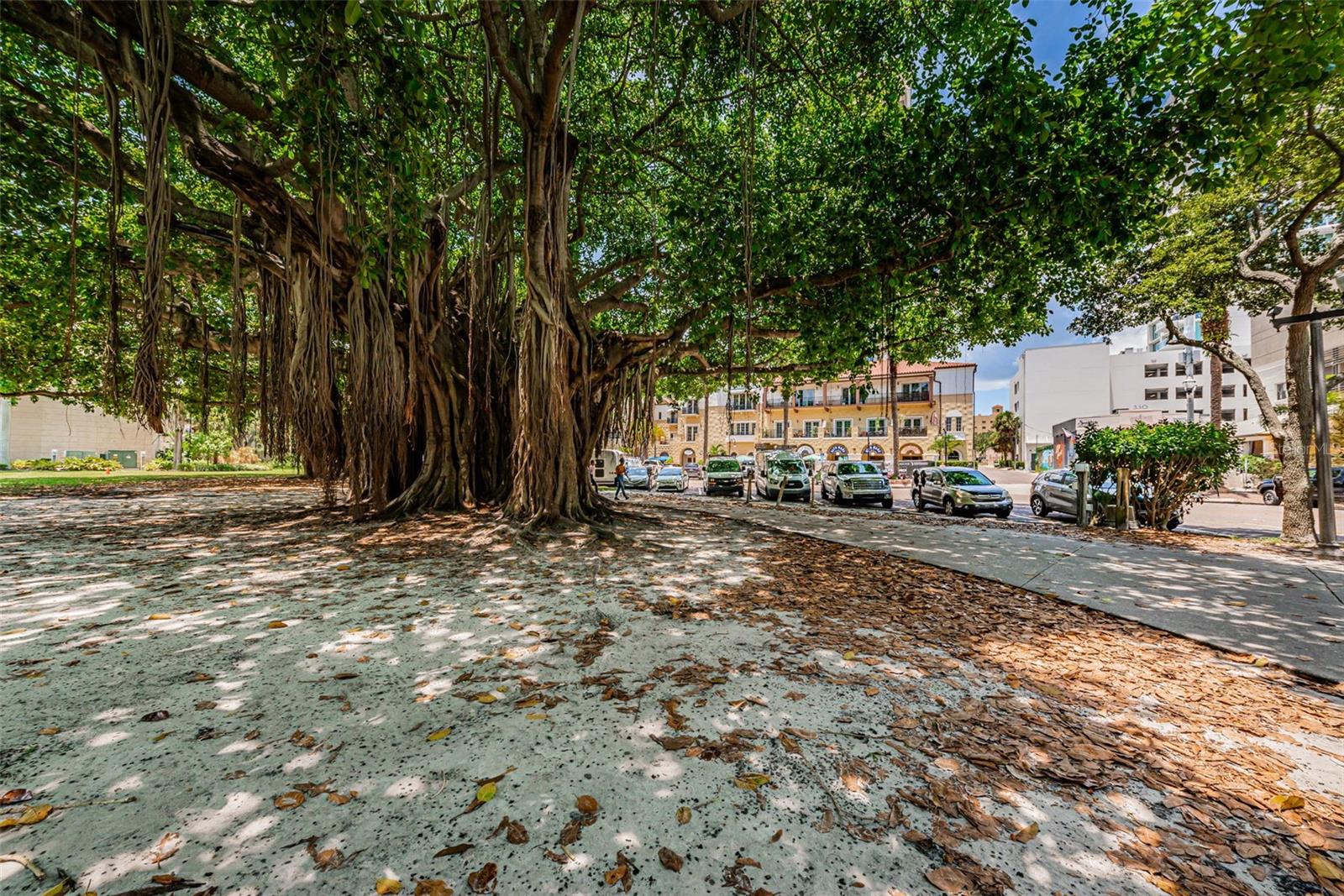 The banyan tree in Straub Park
