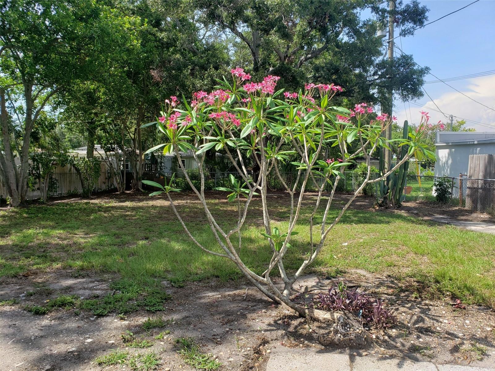 Back yard from house