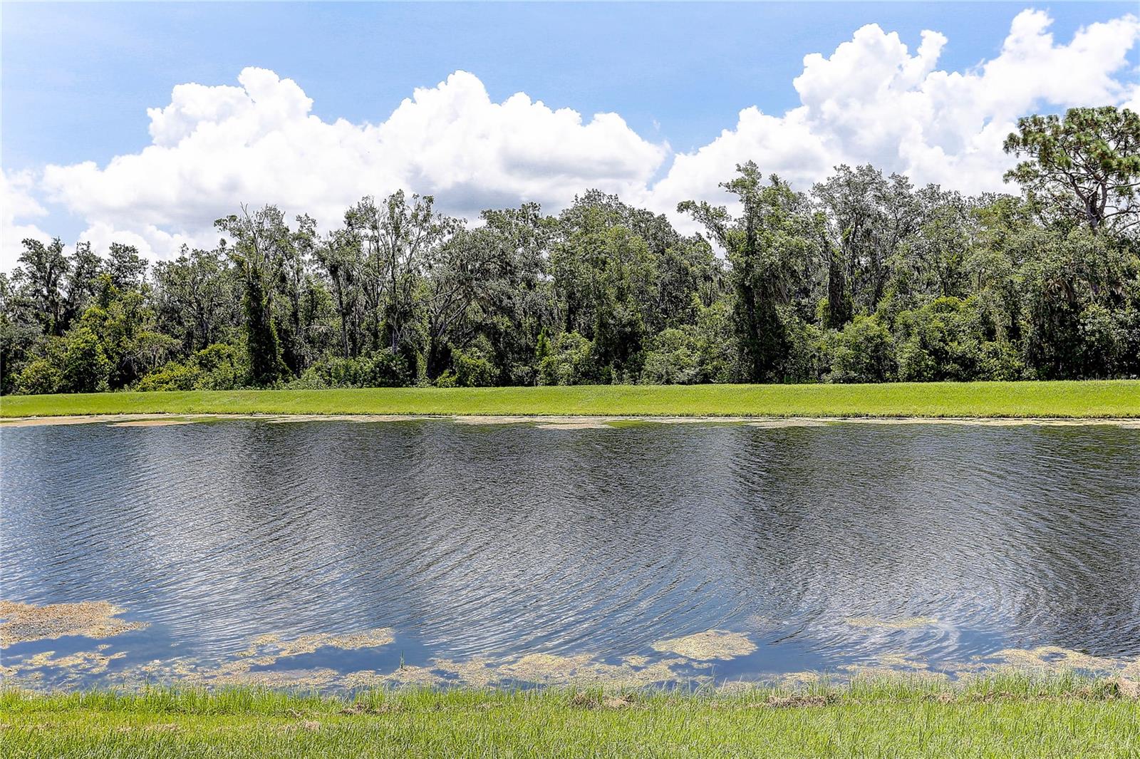 Pond and Woods