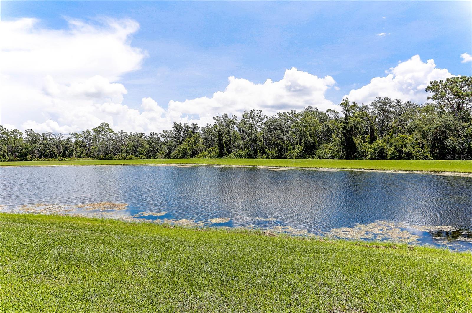 Pond and Woods