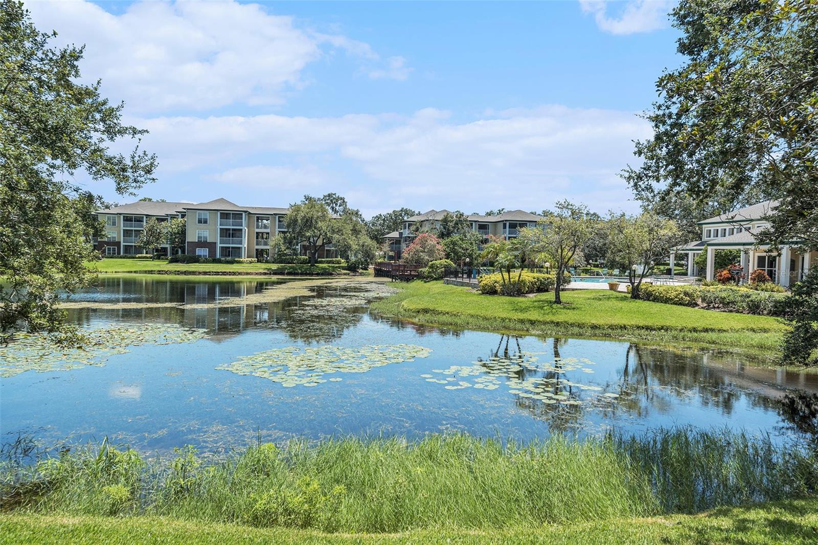 Serene Pond View