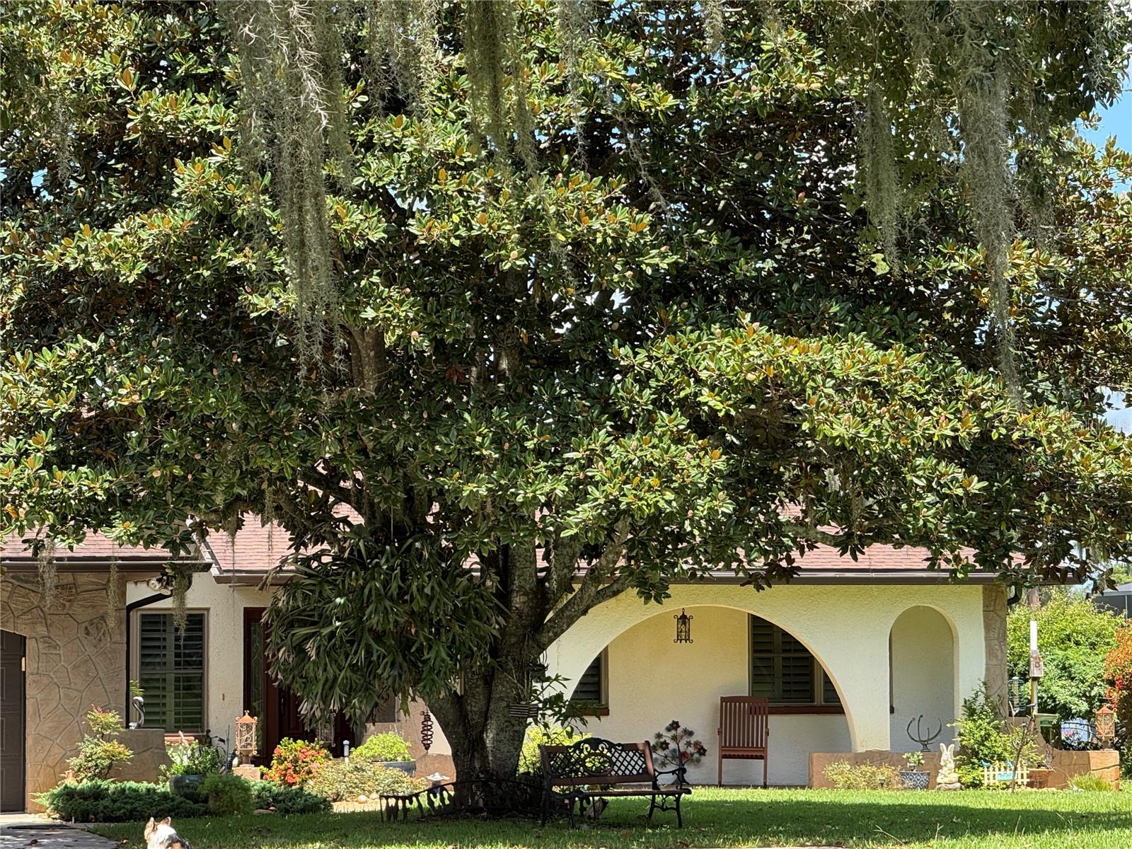 Mature magnolia tree