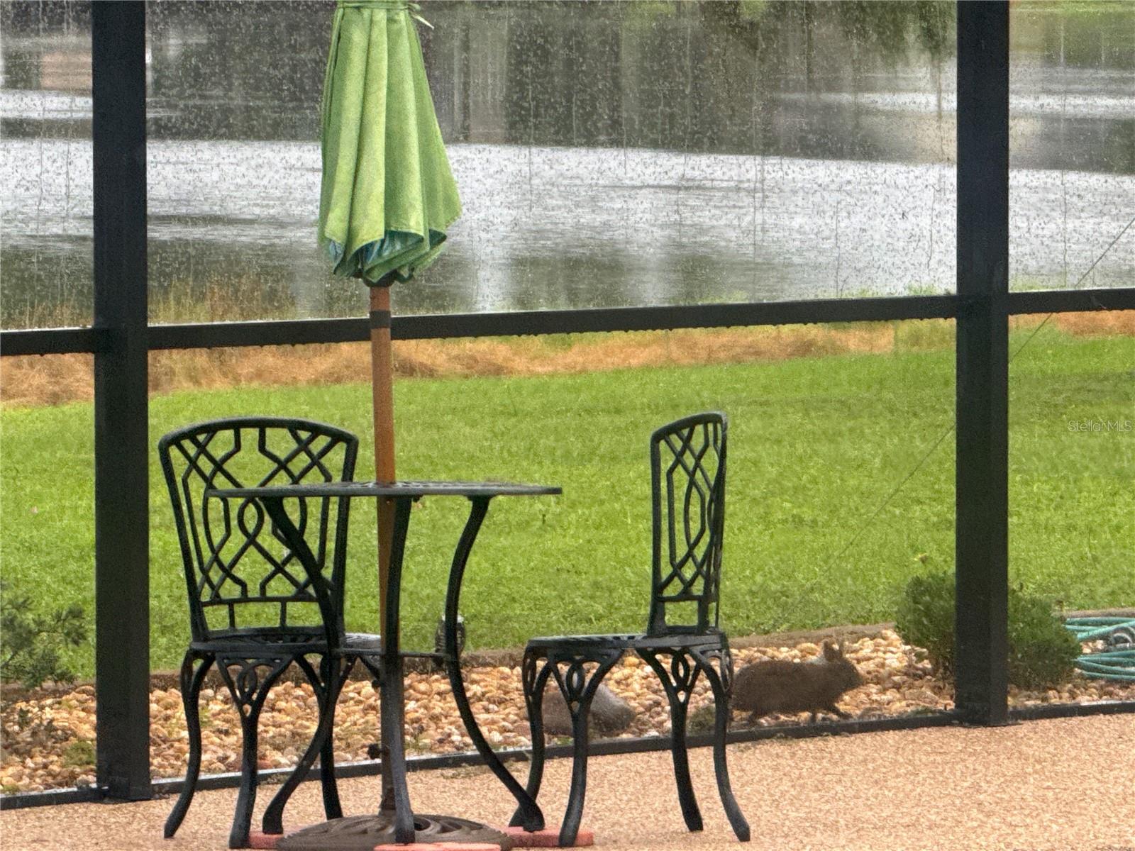 Lots of wild life, including bunnies, egrets, cranes, ducks, coots, eagles, hawks, bluebirds & other wild birds