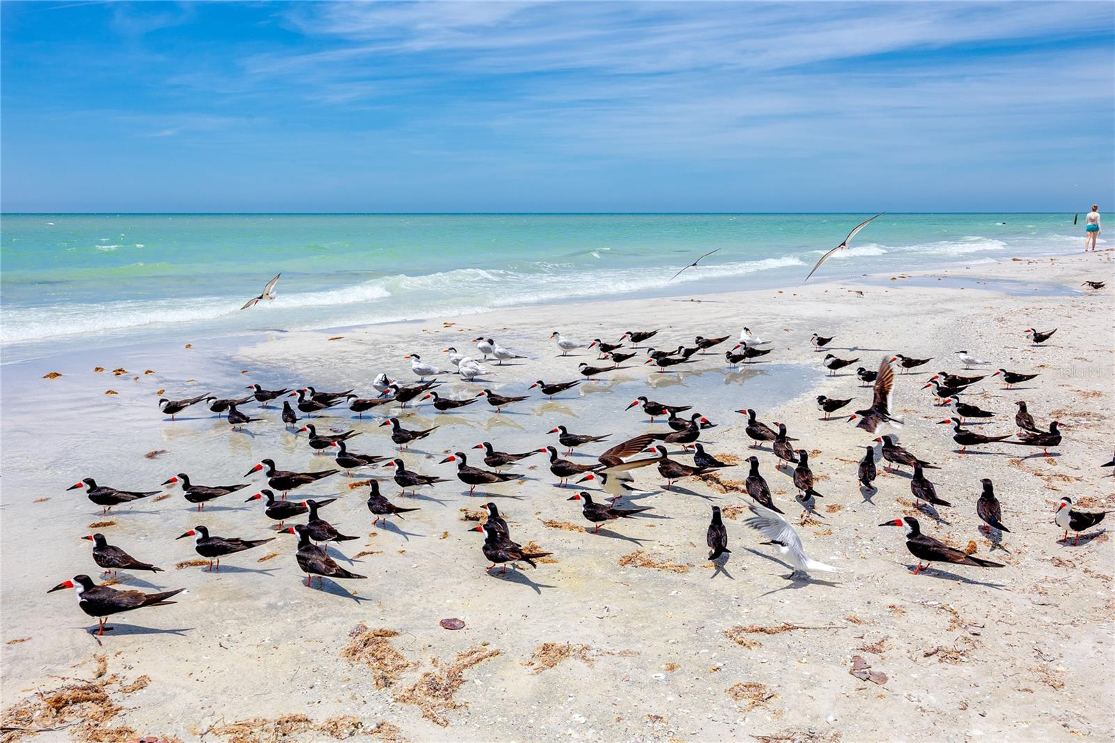 Skimmers at 17940 Gulf Blvd, #17C, Redington Shores, FL 33708