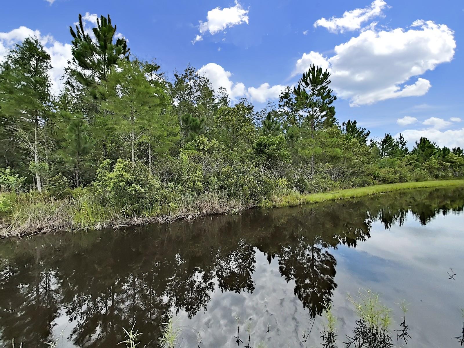 View of Conservation from Backyard.