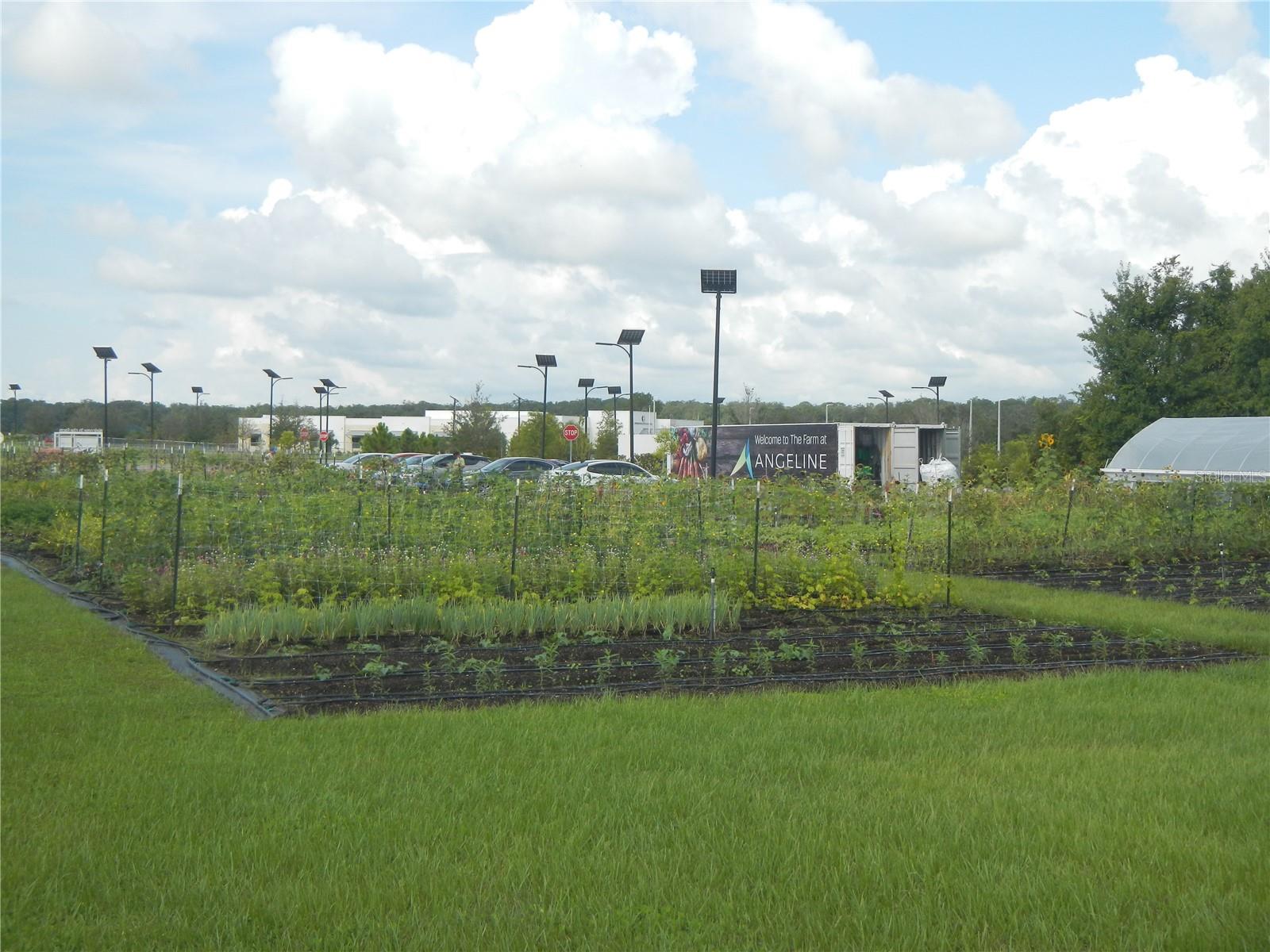 Angeline Farm