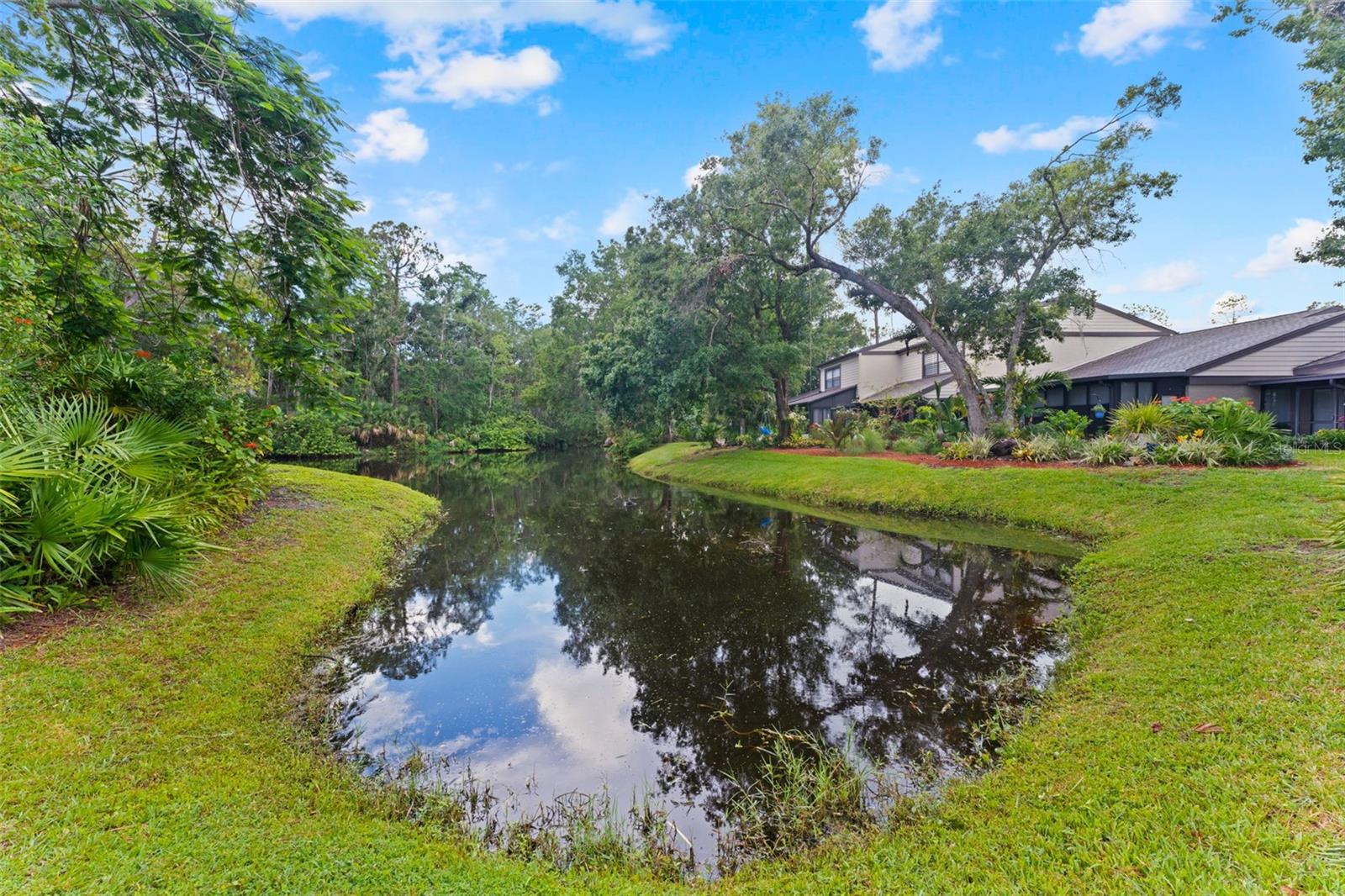 back yard pond with lots of wildlife