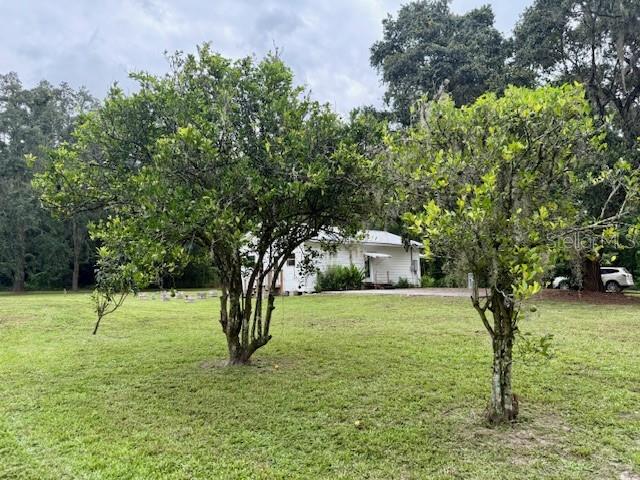Producing Naval Orange Trees