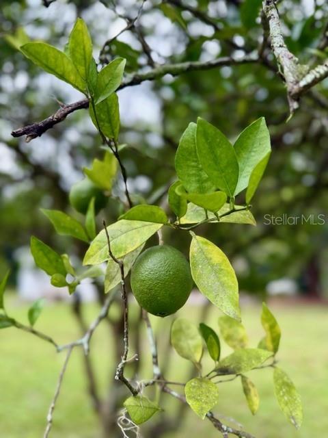 Producing Naval Orange Trees