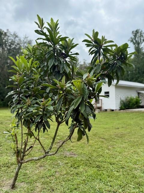 Loquat Tree