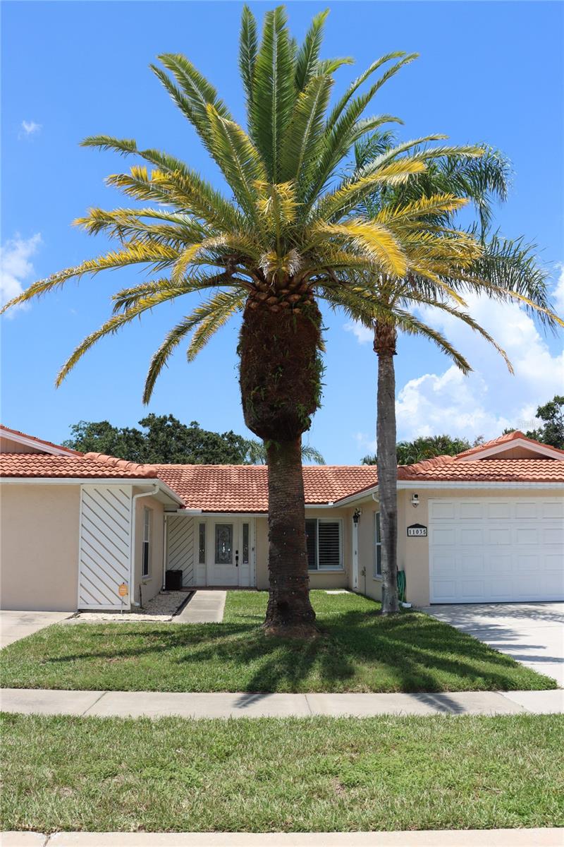 Canary island mature palm