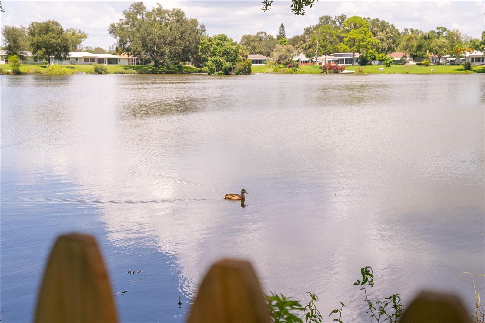 Watch the ducks come and go.