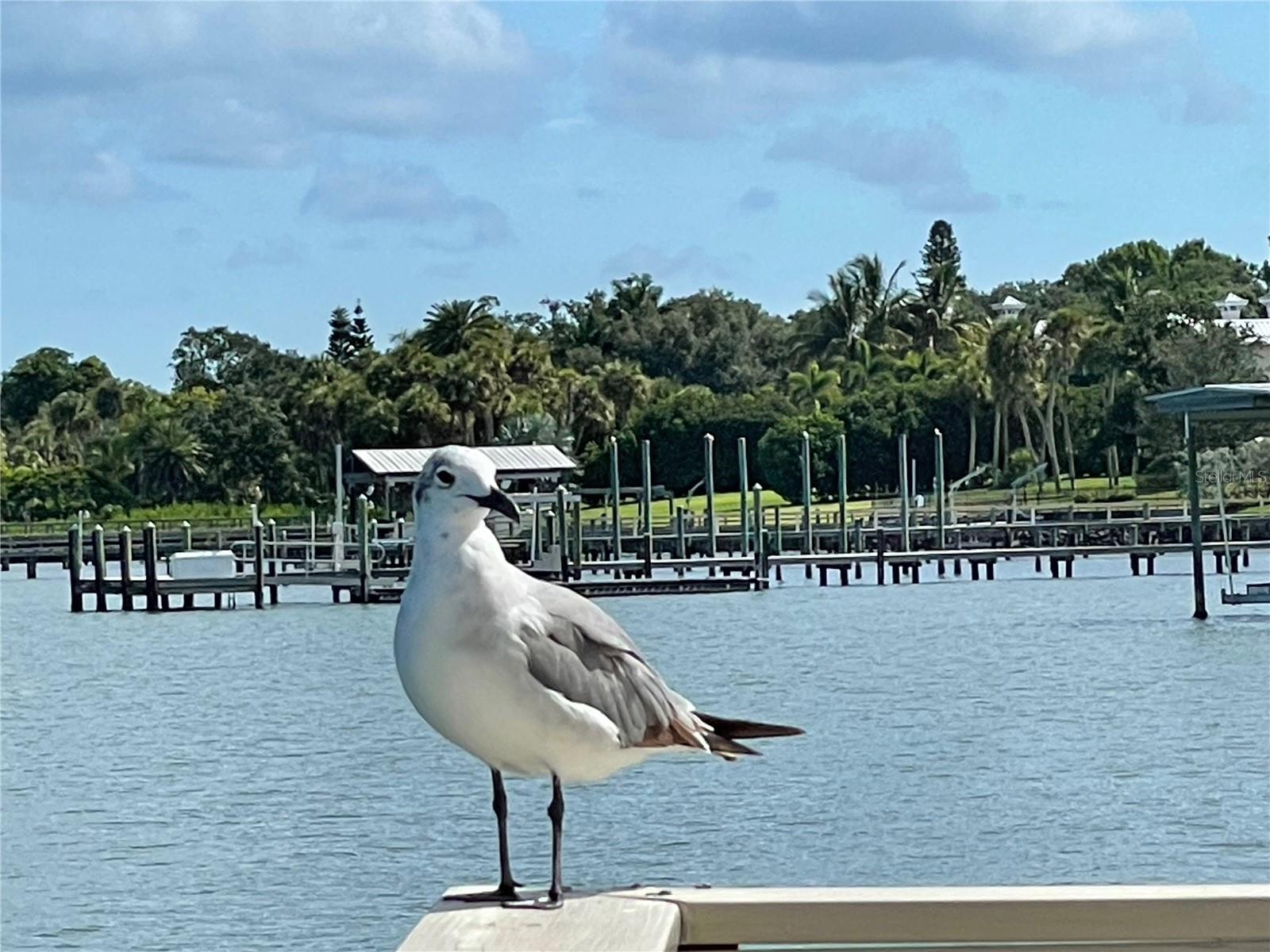 Seagull