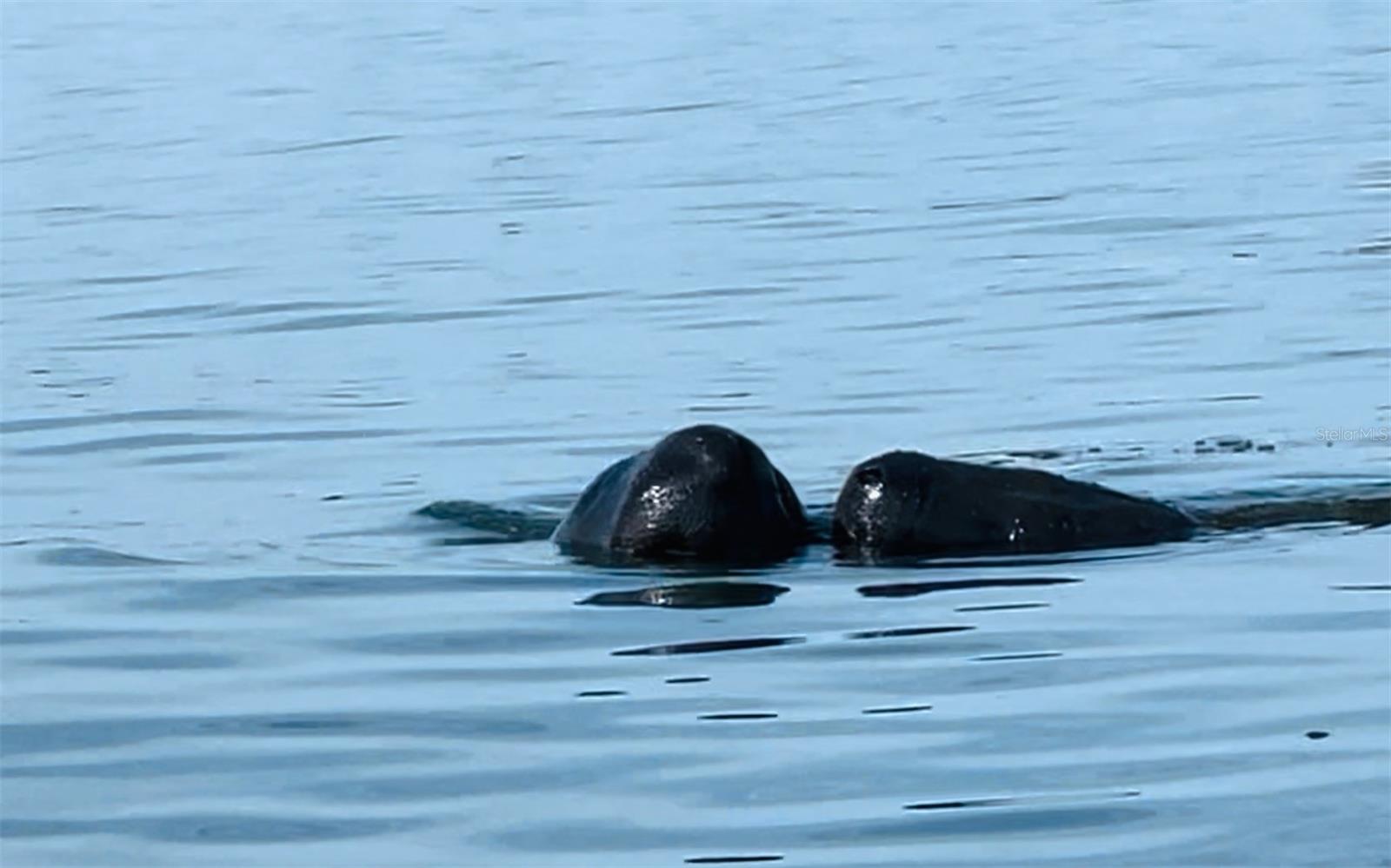 Manatees