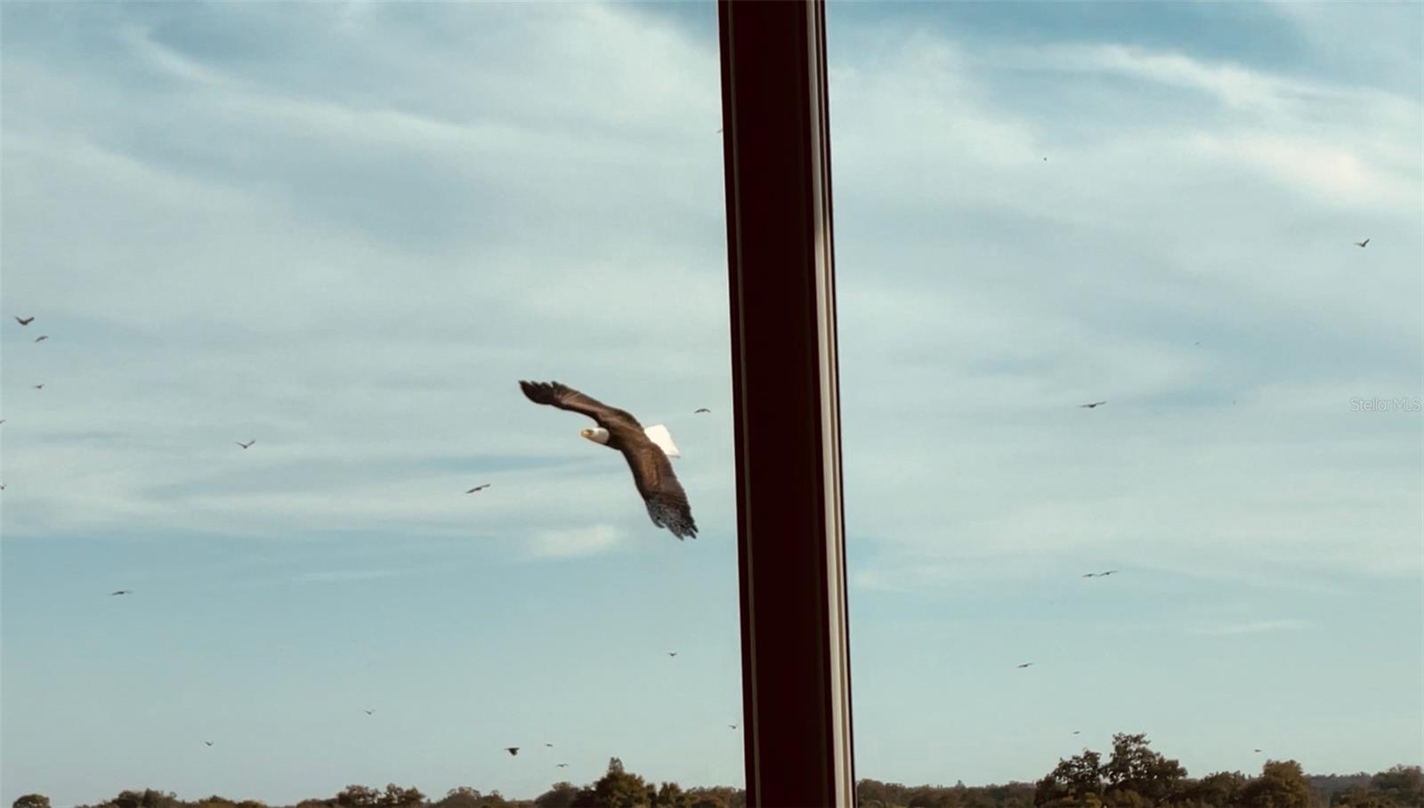Eagle from window