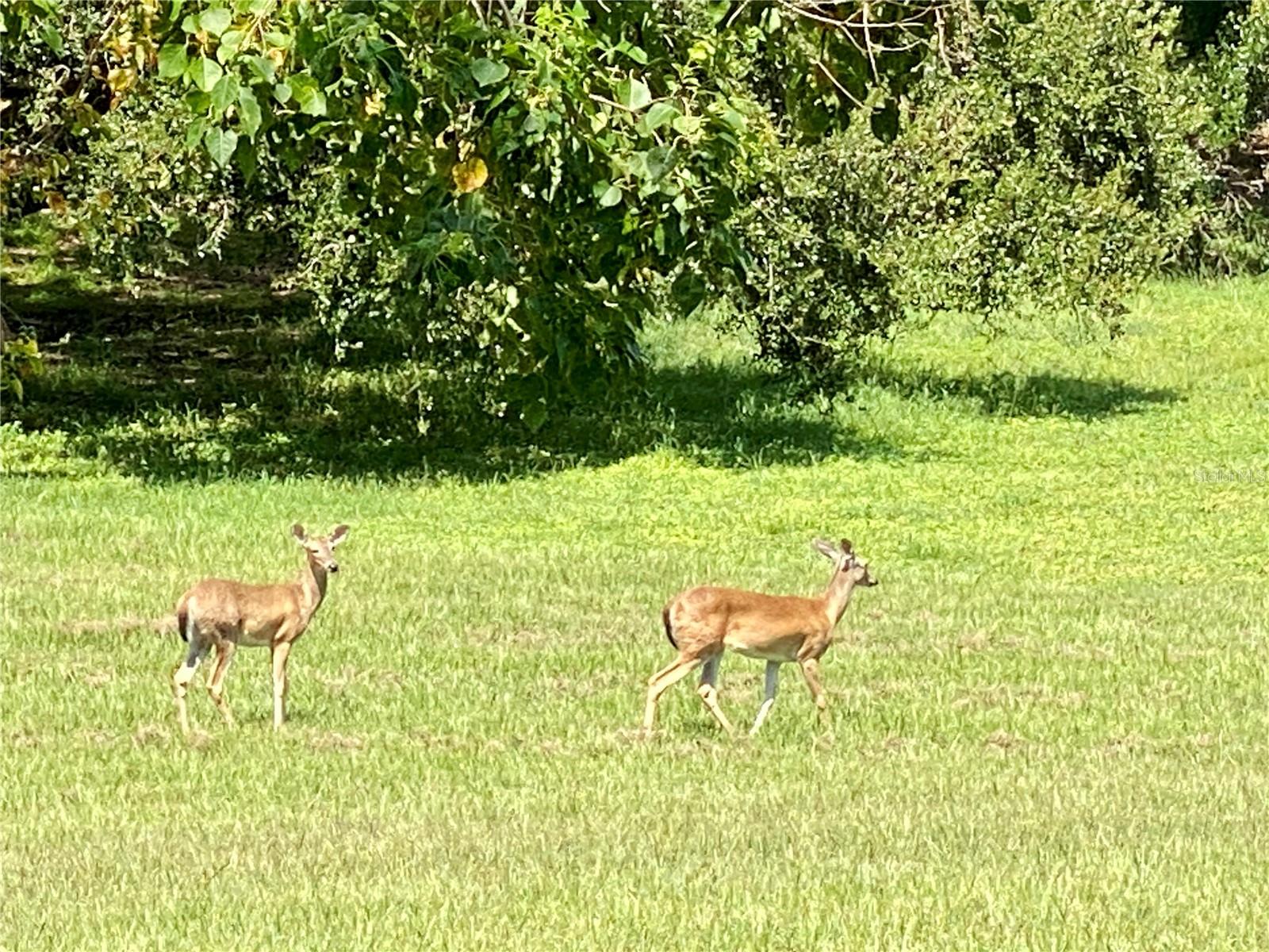 Wildlife in your backyard