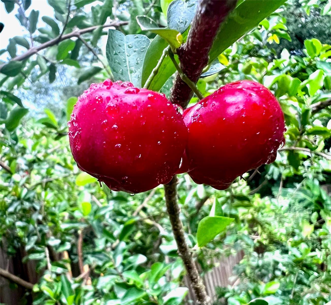 Bountiful Cherry Tree Delicious and Yields Massive Amounts of Sweet Fruit