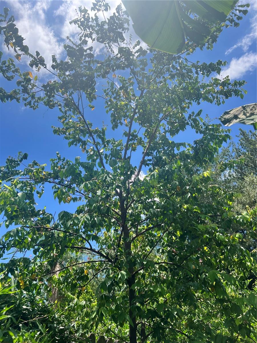 Producing Star Fruit Tree