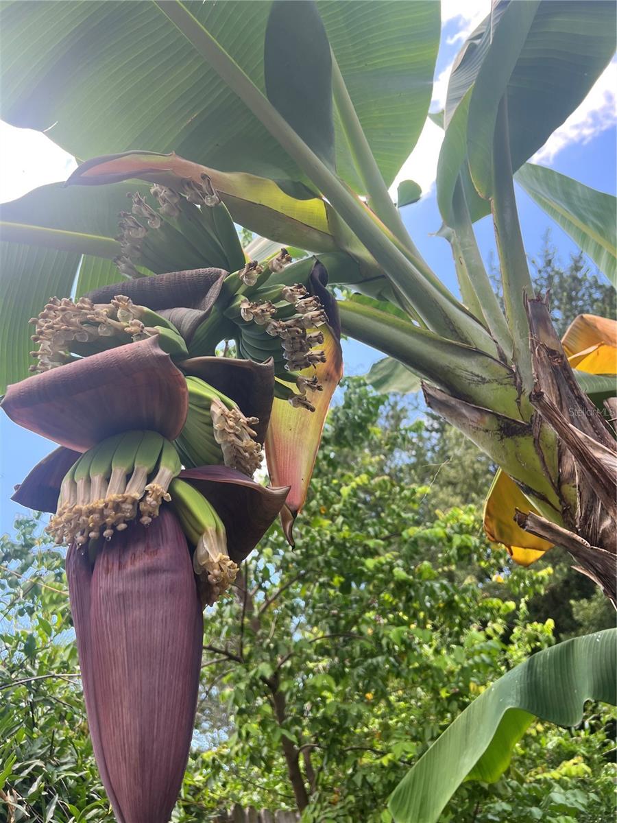 Banana Tree with Bananas Almost Ready to Harvest!