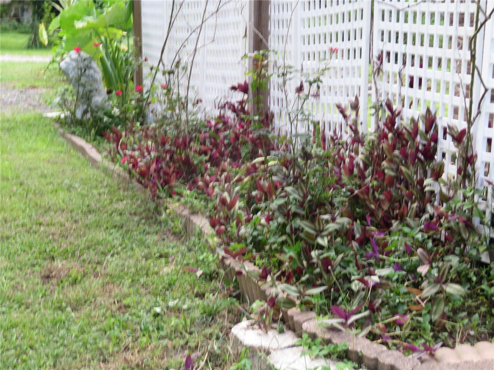 Rose Wall Garden