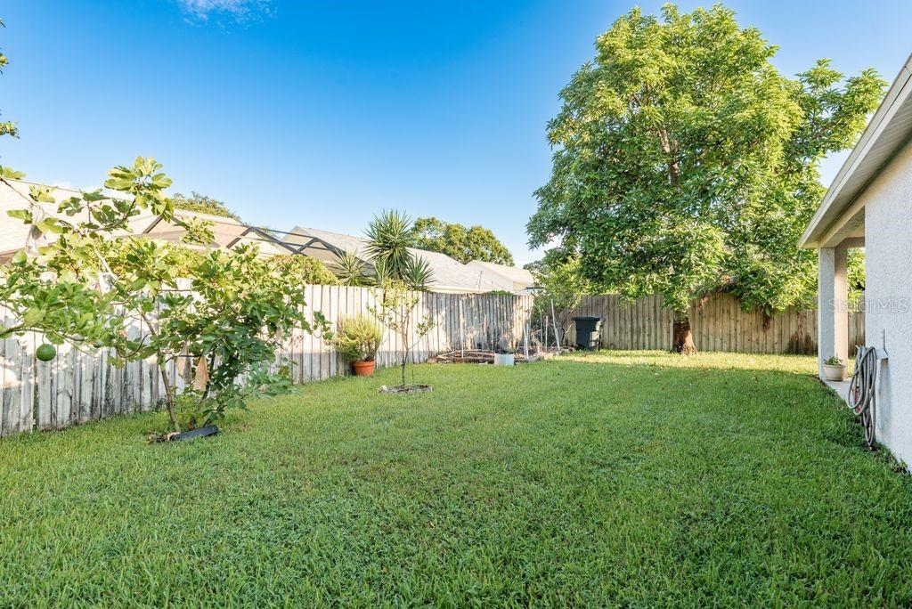 Rear Yard