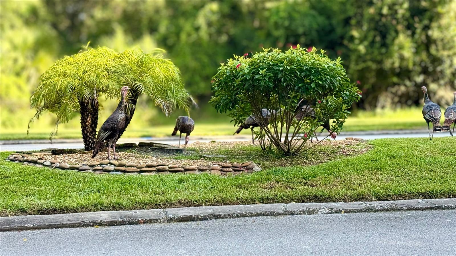 Summertree Turkey