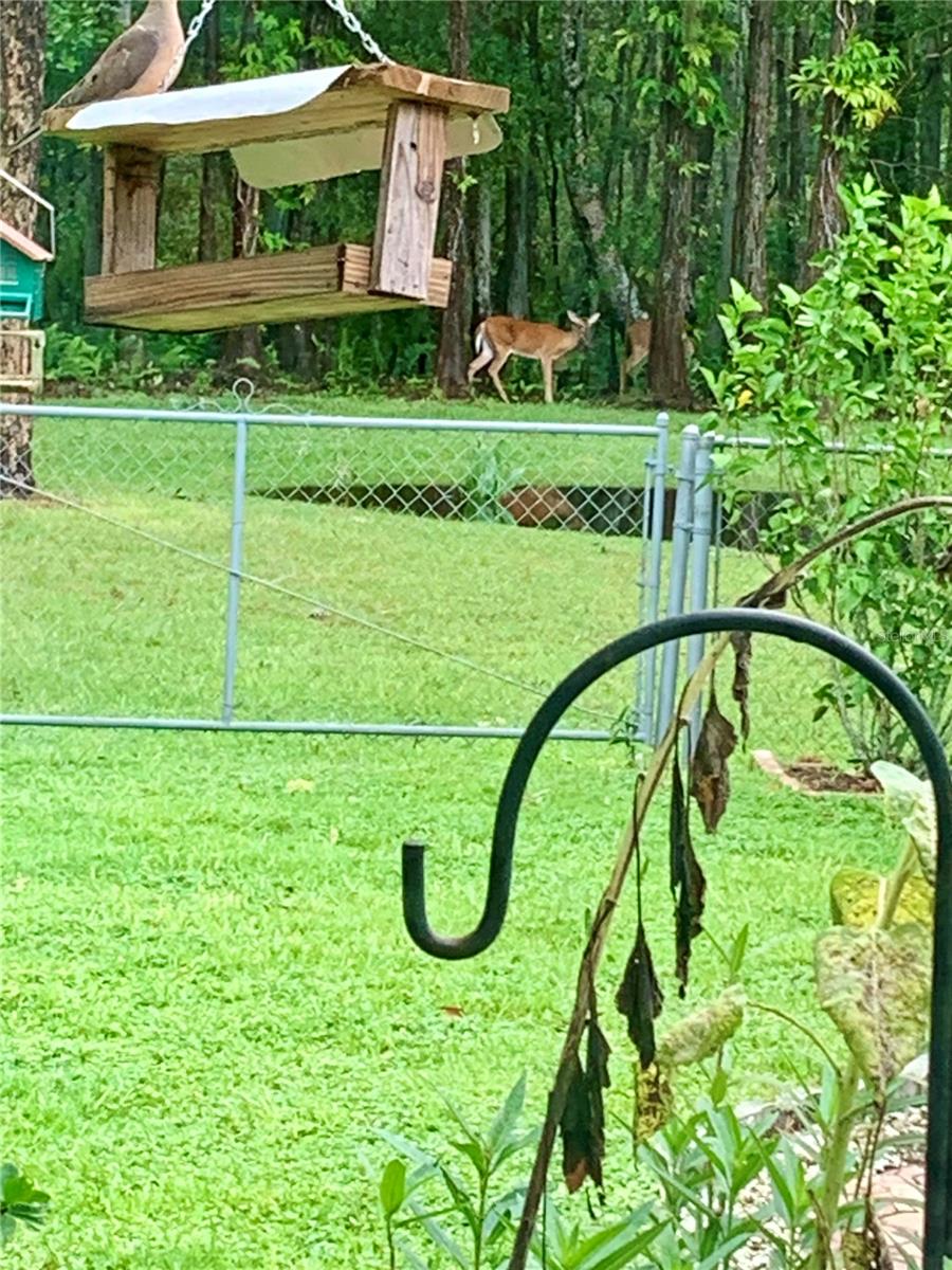 Deer in back