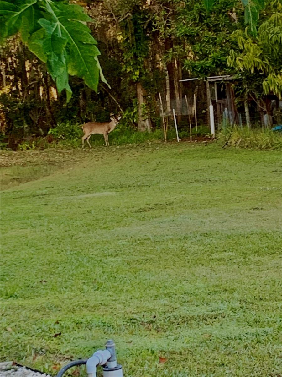Deer in back