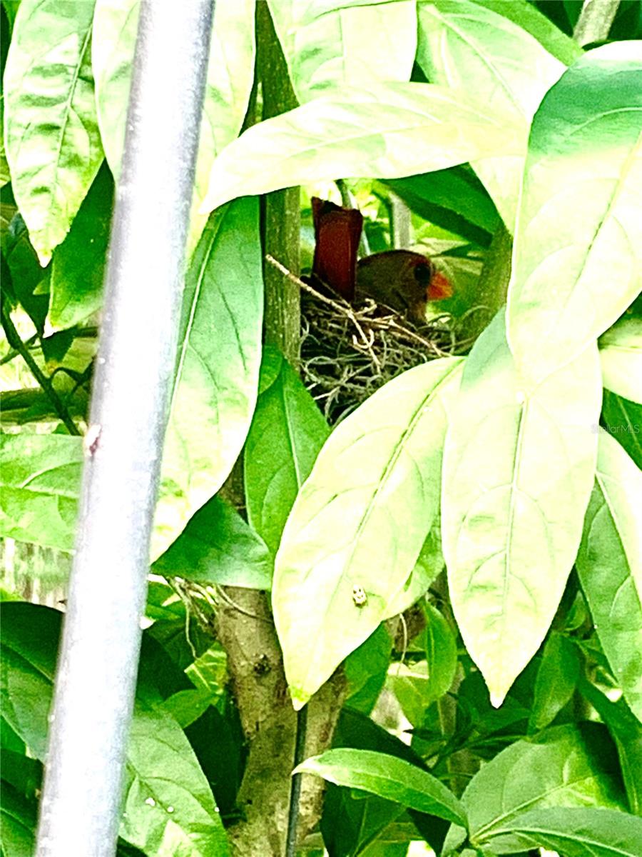 Bird in nest