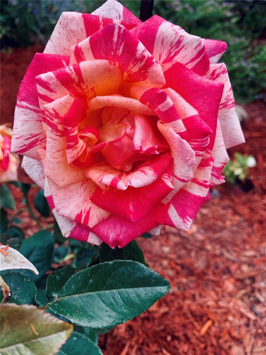 Flowers in bloom