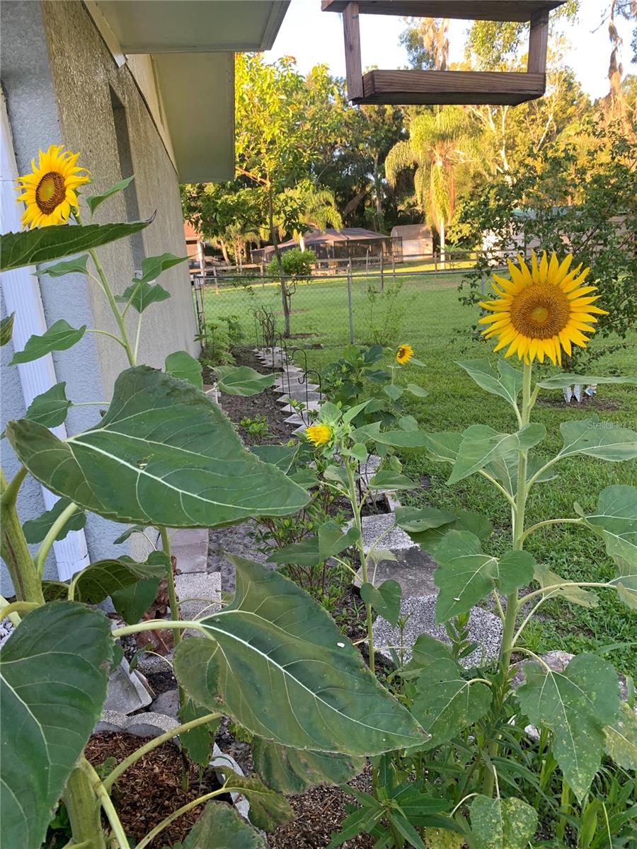 Flowers in bloom